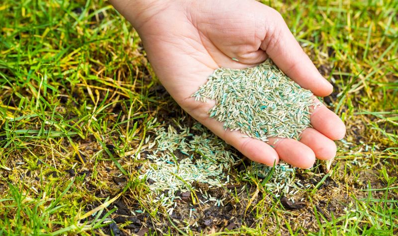 Lawn Seeding