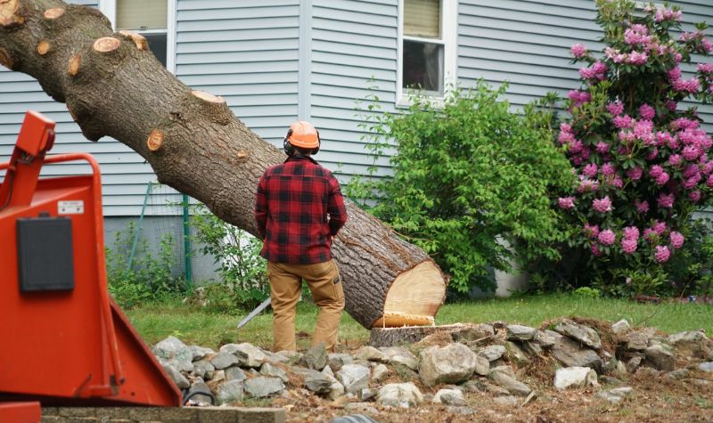 Tree Removal