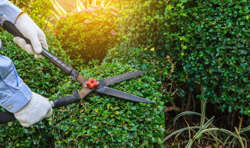 Tree Trimming