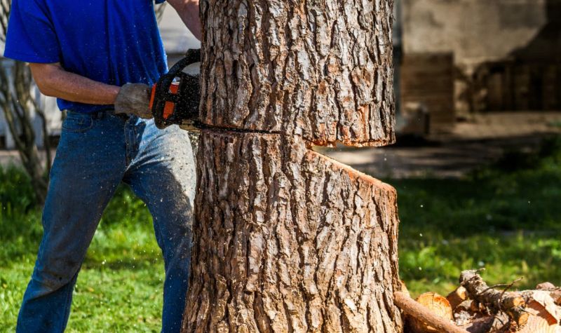 How To Remove A Tree Yourself?