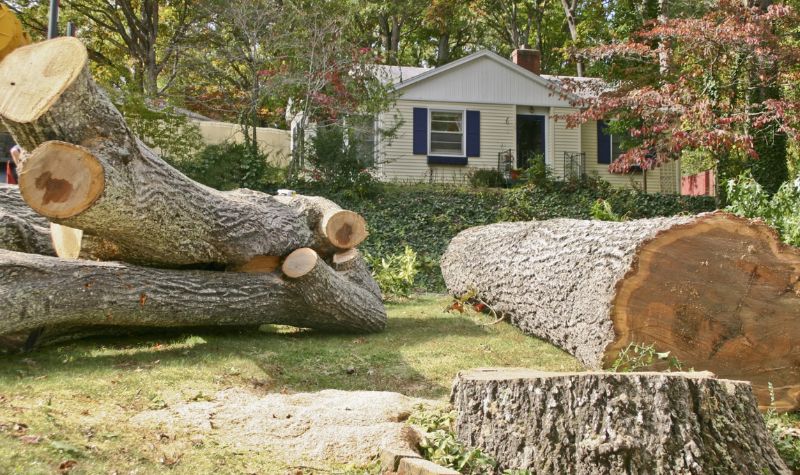 What Are The Factors That Impact Tree Cost Removal?