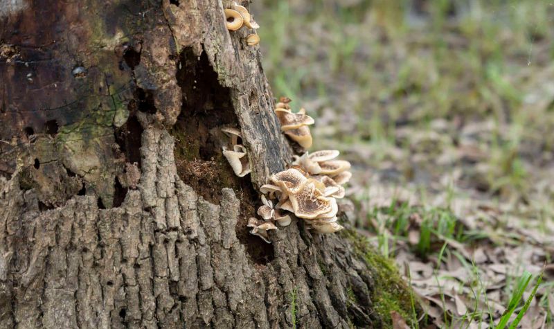 What Are The Signs That You Should Remove Your Tree?