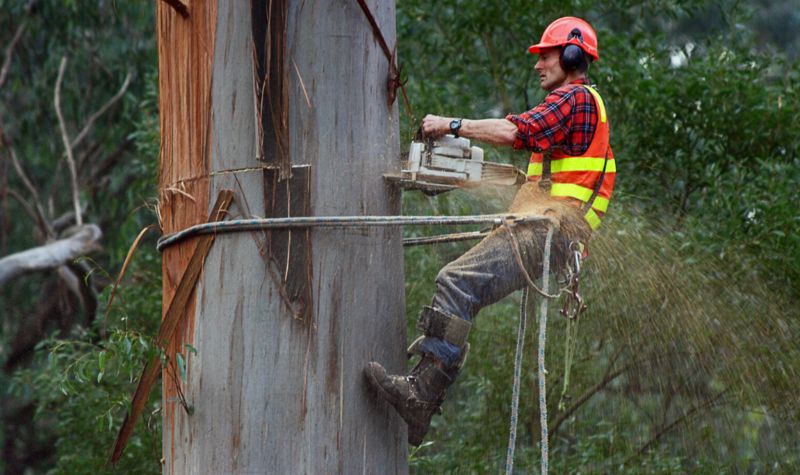 What Is The Tree Removal Cost By Tree Size?