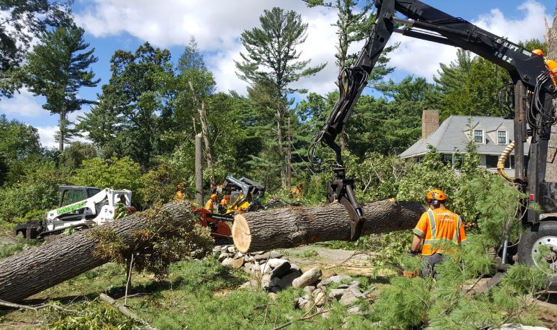 What Is The Tree Removal Cost By Tree Type?