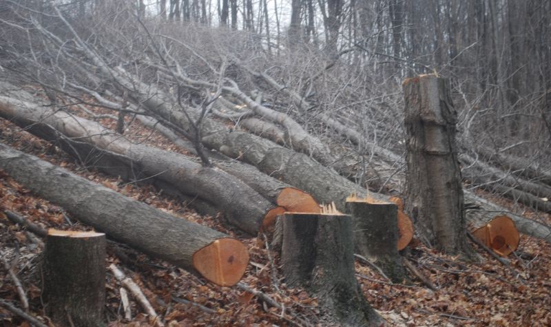 What Is The Tree Removal Cost Per Acre?